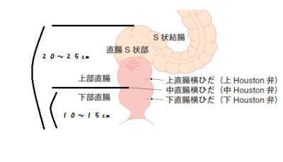 アナルの最強性感帯・S字結腸を開発してS字イキする方法 | シンデレラグループ公式サイト