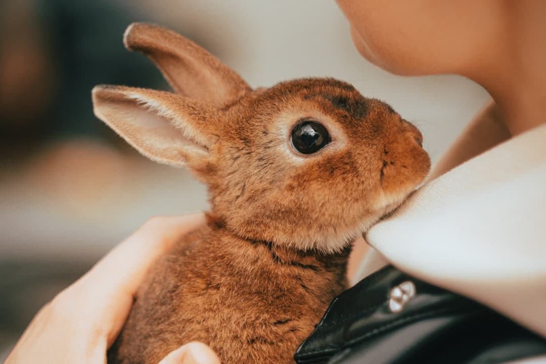 うさぎカフェ うさびびの予約・アクセス・営業時間 | アクティビティジャパン