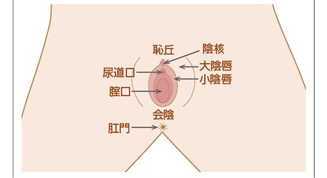 厳選 Dalila 潮吹きバイブ 振動