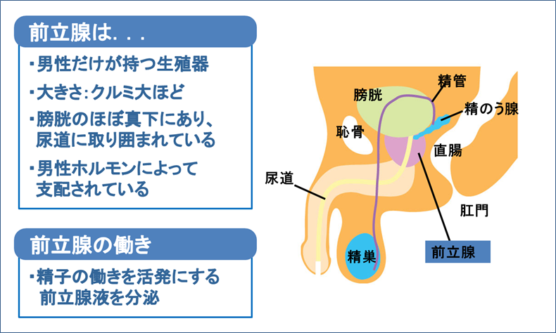 Amazon | 【菊門覚醒Ｘドライ快感！】アナルバイブ ディルド 男性