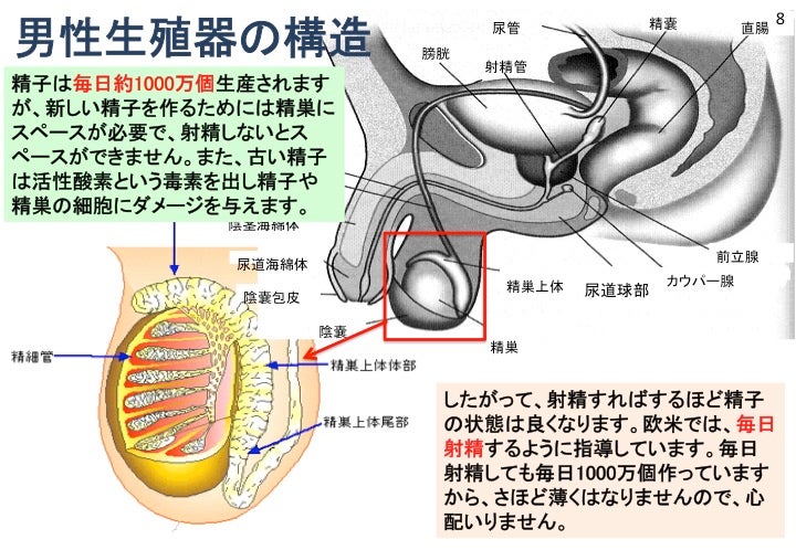 精液量を増やすには？妊活のために質の良い精子を作る方法を解説 | にしたんARTクリニック