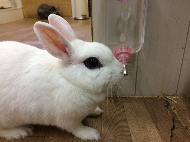 池袋駅チカ｜本物のウサギさんと自由に遊べるうさぎカフェ［貸切＊60分プラン］じゃらん限定特典付き♪/うさぎカフェ うさびび【池袋】 - じゃらん遊び体験