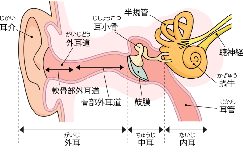 耳がかゆいと何故耳かきしてしまうのか？ -痛みとかゆみ – |