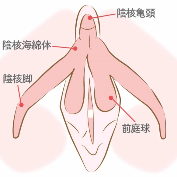 クリトリスの皮を剥くコツは？クリイキするための正しい剥き方をイラストでチェック