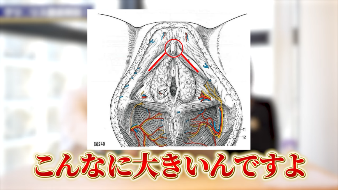 女性が求める理想のちんこはこれだ！セックスでイケるちんこの基準7つ –メンズクリニック研究会-包茎