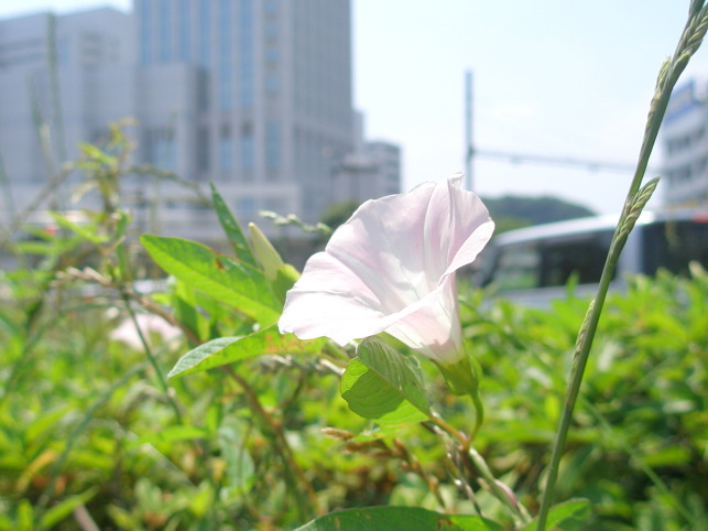 あずみ恋 プロフィール | Tokyo-Hot 東京熱