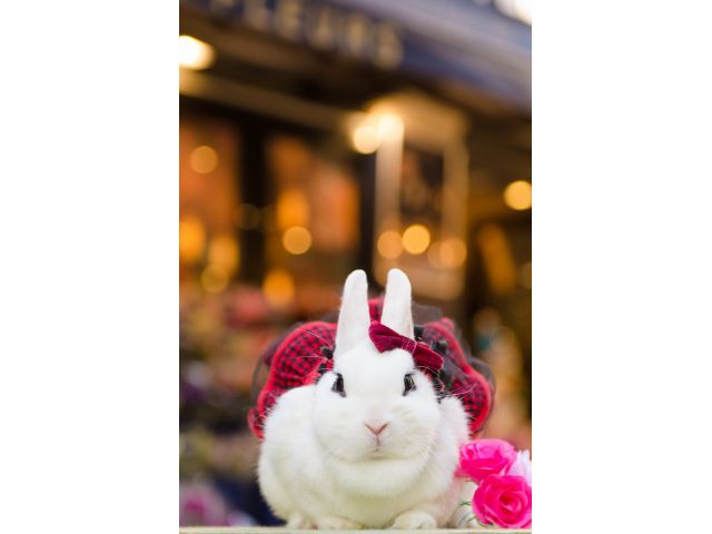 うさぎカフェ うさびび」は丁寧な店員さんもいて、ウサギとの触れ合いがより一層楽しくなるお店！ コラム