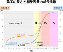 短小包茎とは！短小は何センチから？日本人の平均サイズや治療法 - アトムクリニック