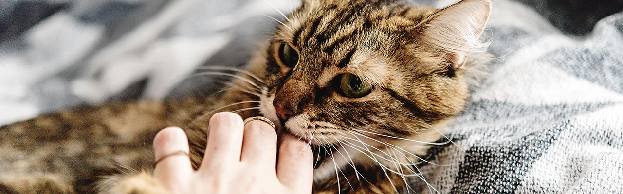 子猫が手を噛んで困る！ 飼い主の『名案』に「天才だ」「笑った」(2024年9月13日)｜ウーマンエキサイト(1/2)