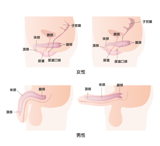 女性のクリトリスは勃起する？感じさせるための流れを徹底解説｜日本橋の風俗・ホテヘルなら未経験娘在籍店【スパーク日本橋】