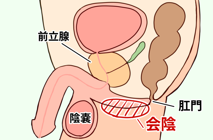 会陰部に力を入れるだけでドライオーガズムを楽しむ方法【PC筋（骨盤底筋）に力を入れるだけオナ二ー】 | アネドラ