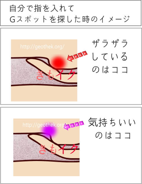 女性が感じる仕組みとは？オーガズムとスキーン腺の関係について解説 | コラム一覧｜ 東京の婦人科形成・小陰唇縮小・婦人科形成（女性