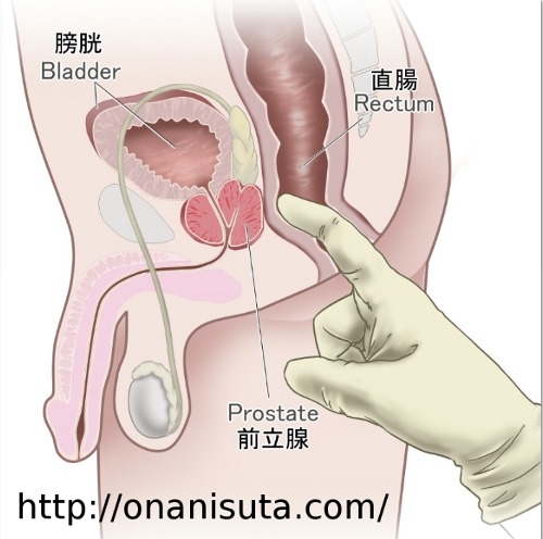 会陰オナニーの理論と方法 | 男性生殖器マニア