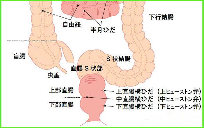 僕のヒーローアカデミア】S字結腸に射精されるまでイキっぱなしな個性事故 - 同人誌 - エロ漫画