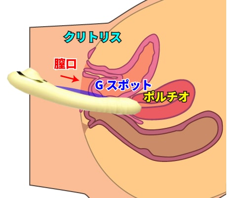 47歳で産後5年目でセックスでオーガズムから絶頂反応の種類を徹底解説【産婦人科医監修】 -  臨床心理士・パーソナルトレーナーの小中学生復学支援・小学生・中学生家庭教育支援・ 不登校母親メンタルサポート