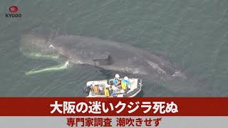 クジラ衰弱か】一度も“潮吹き”確認できず 発見から4日目 大阪・淀川河口 - YouTube