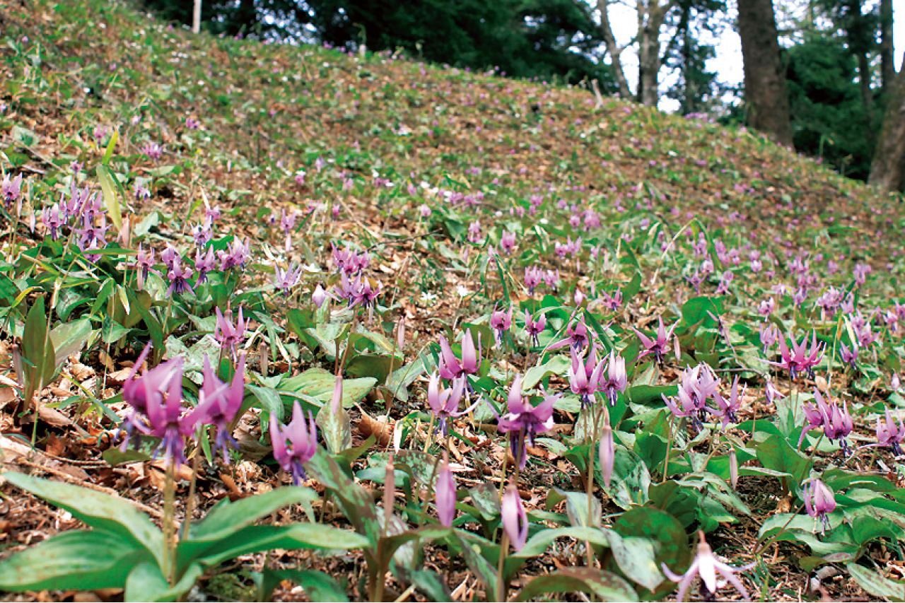 ◇奥州三古関・白河の関～春風吹き抜ける野の花の里』白河(福島県)の旅行記・ブログ by j-ryuさん【フォートラベル】