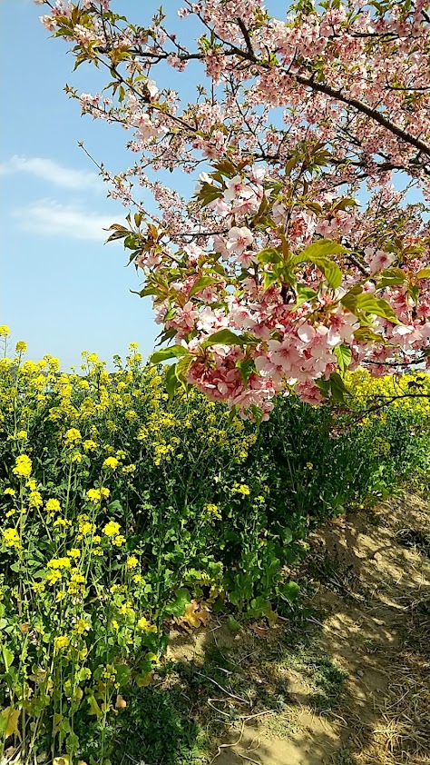 延岡城跡 城山公園の桜開花・満開情報 2024 -