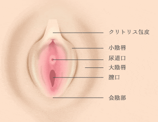 小陰唇縮小・すそわきが｜横浜で美容外科・美容整形なら横浜中央クリニック