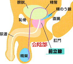 押すだけでイキ狂う!?悪魔の性感帯”会陰”って知ってる？｜BLニュース ちるちる