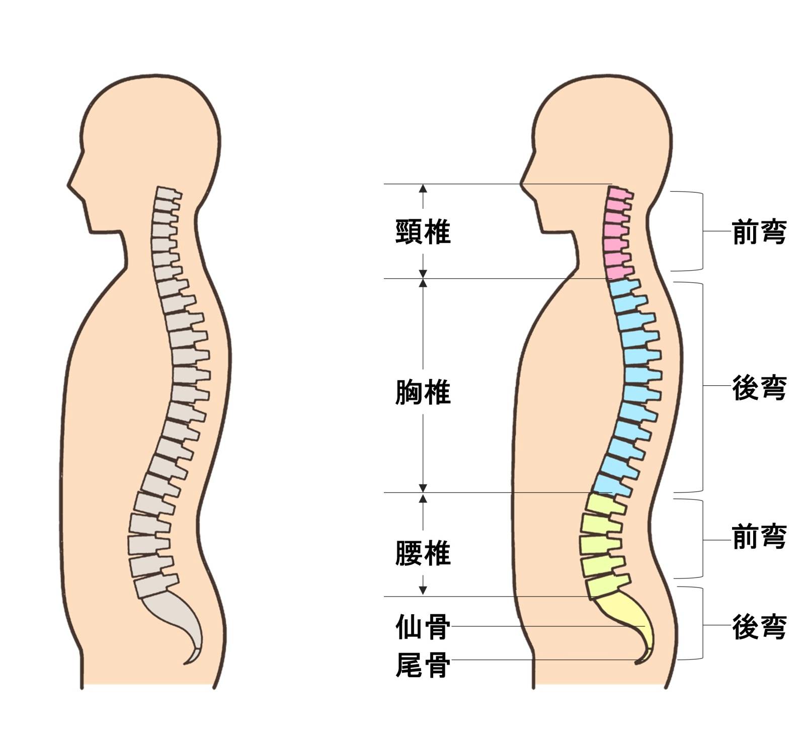 介護の基本】体位の種類一覧とスムーズな体位変換のポイント | 介護アンテナ