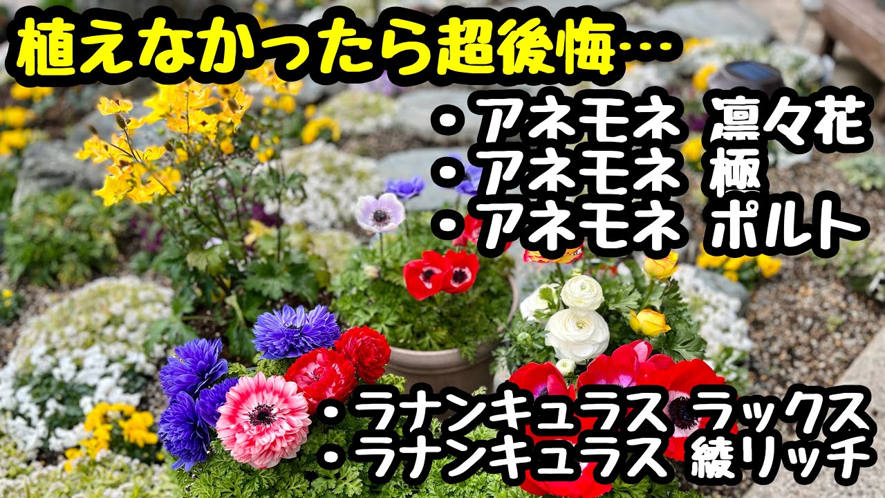 アネモネ（極）｜近所のホームセンターの園芸店で見かけた赤色、ピンク色、紫色、白色の花