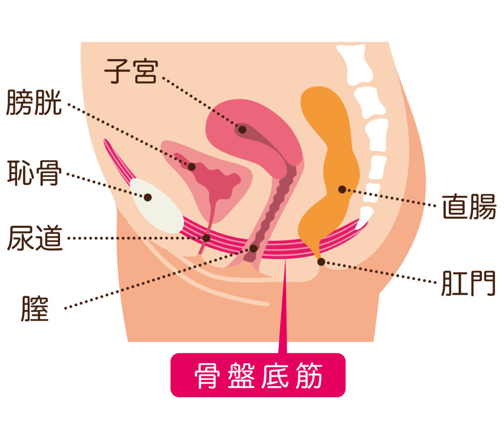 膣ナラ（マン屁）とは？おなら？原因と対処法 - 夜の保健室