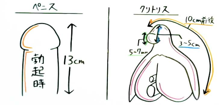 日本人ペニスの平均サイズと世界評価・女性が性交SEXに満足するちんこの大きさは？