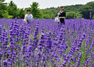 ラベンダー湘南 Ⅰ(神奈川県藤沢市)の賃貸物件建物情報(賃貸アパート)【ハウスコム】