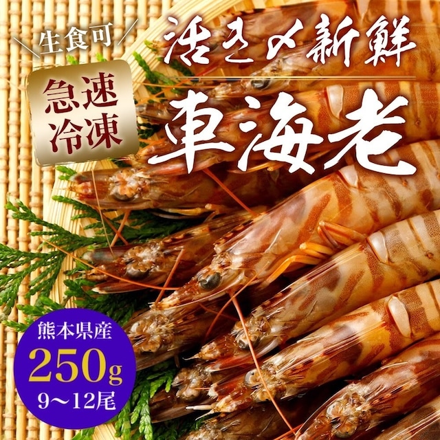 【一級品厳選】活き〆瞬間冷凍車えび 750g (27～36尾)熊本県産