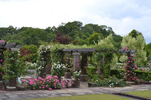 4月に咲いた赤と白のチューリップの花「エステララインフェルド」の写真素材 [217645409] - イメージマート