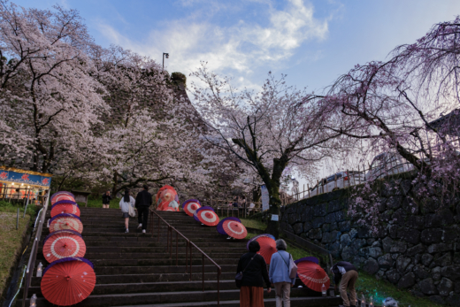 西都原古墳群の 桜と菜の花、圧巻の美しい光景でした。 - 延岡の山歩人Ｋ