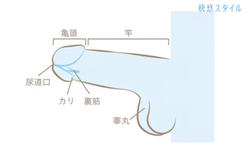 手コキとは？基本のやり方・プレイの際に気を付けるべきポイントまで - 風俗コラム【いちごなび】