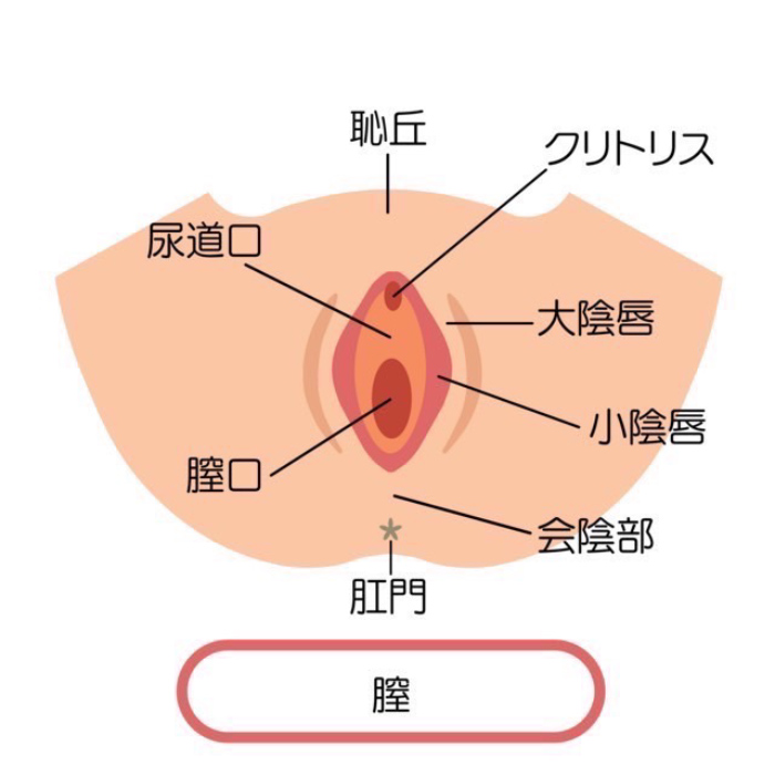 クリトリス包茎 ： 婦人科・女性器：美容外科