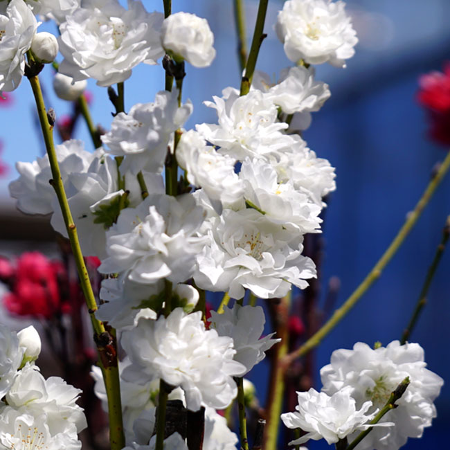 Nigella」です。青花もよいですが白花も素敵です。今年もたくさん咲きました。種取りして来年もたくさん咲かせたいです。