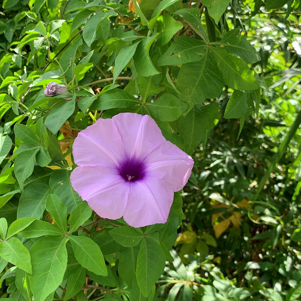 大阪歴史博物館 | 雨降る中、難波宮跡公園で昼顔の花が咲いていました。万葉集にも詠まれたといわれる美しい花。古代のこの地にも咲いていたのでしょうか。 