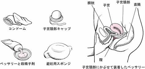 クリトリスは快感を得るための臓器であることを知っていましたか？