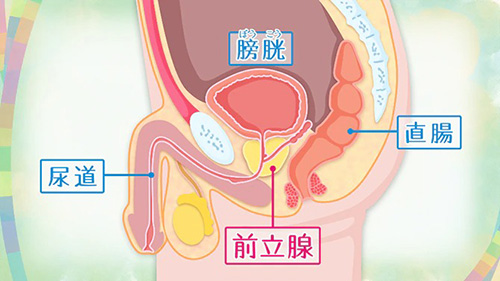 Gエリア』ってなに？アナニーで刺激する前立腺を中心とした快感エリア | アネドラ