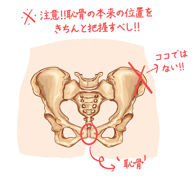 ちんこの理想サイズはトイレットペーパーの芯って本当？測定方法・女性の好みなどを解説 - メンズラボ