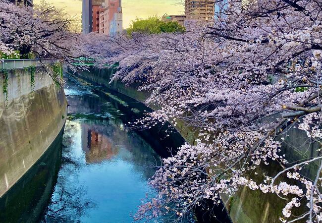 神田Sakura｜神田駅｜メンズエステキング