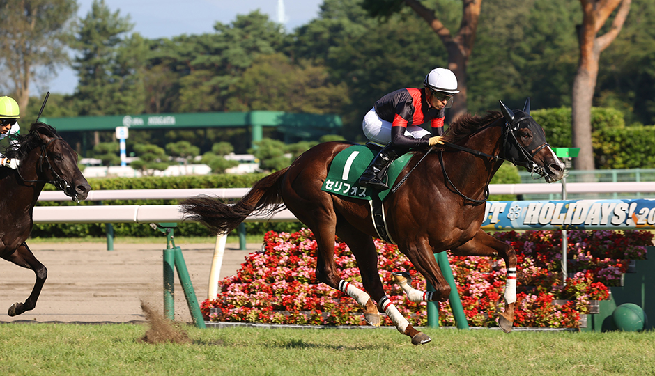 新潟2レース 2歳未勝利 アルレッキーノ 現地単勝馬券 期限切れ｜Yahoo!フリマ（旧PayPayフリマ）