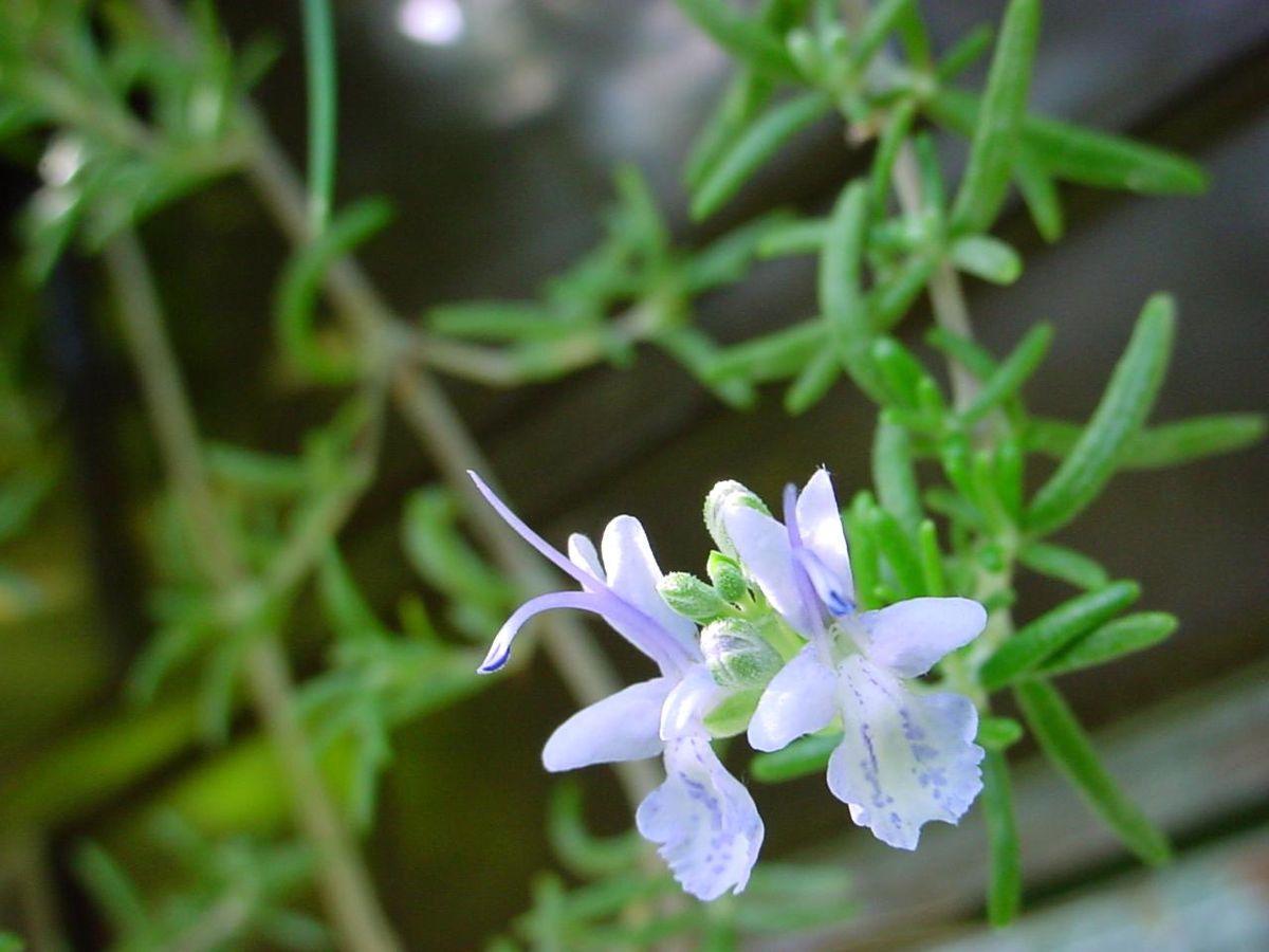 ローズマリーの花言葉｜種類や色、花の咲く時期、見頃の季節は？ - HORTI 〜ホルティ〜 by