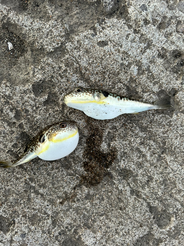 桃内の由来 ～モモナイ地名考～ | 北海道と小樽の地名