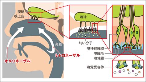 精液を飲むと肌が綺麗になるって本当？ | セイシル