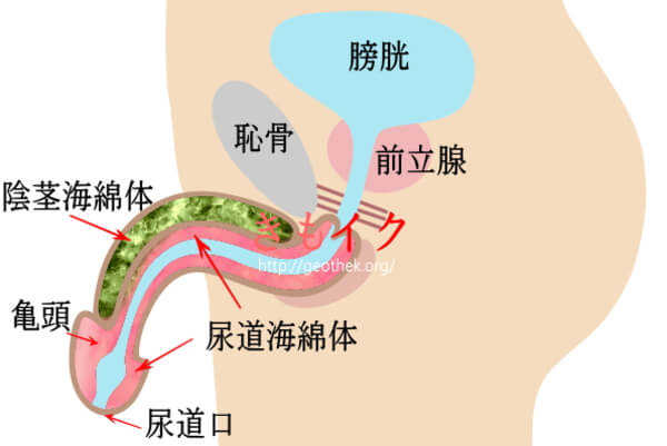 男性の性感帯って意外に多い！？乳首やアナルなど男の性感帯の見つけ方