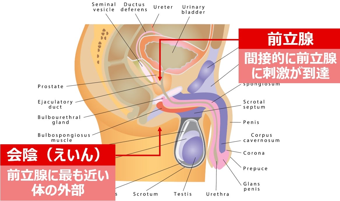 男の娘のための イキまくり 会陰オナニー即習読本 [魅零堂]