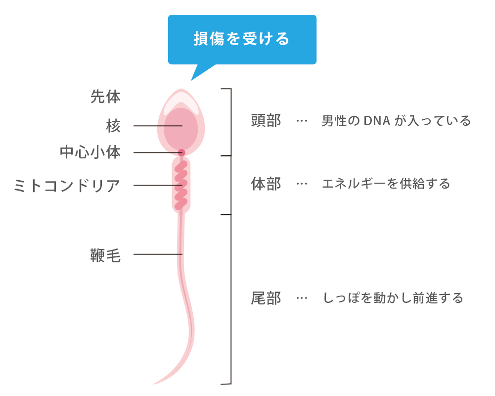 無精子症に漢方薬は効く？漢方薬の種類と効果、市販の有無など解説