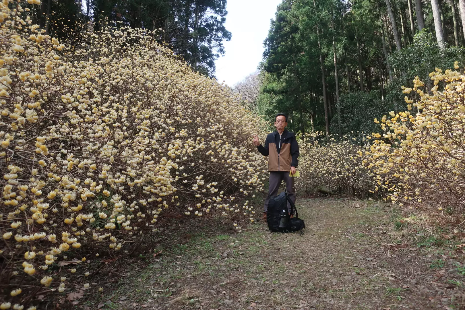 厚木市】ミツマタ桃源郷と西山登山-旅と山海空