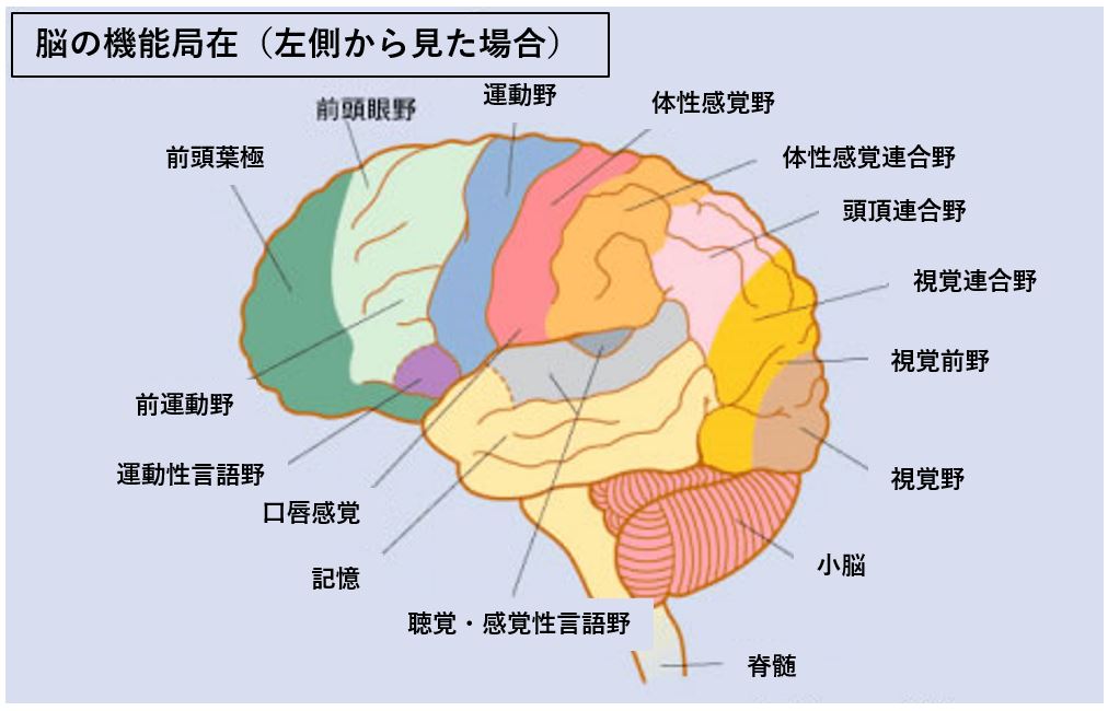 なぜ乳首は感じるのか ～脳の活動（体性感覚野）編～ - TENGAヘルスケア プロダクトサイト