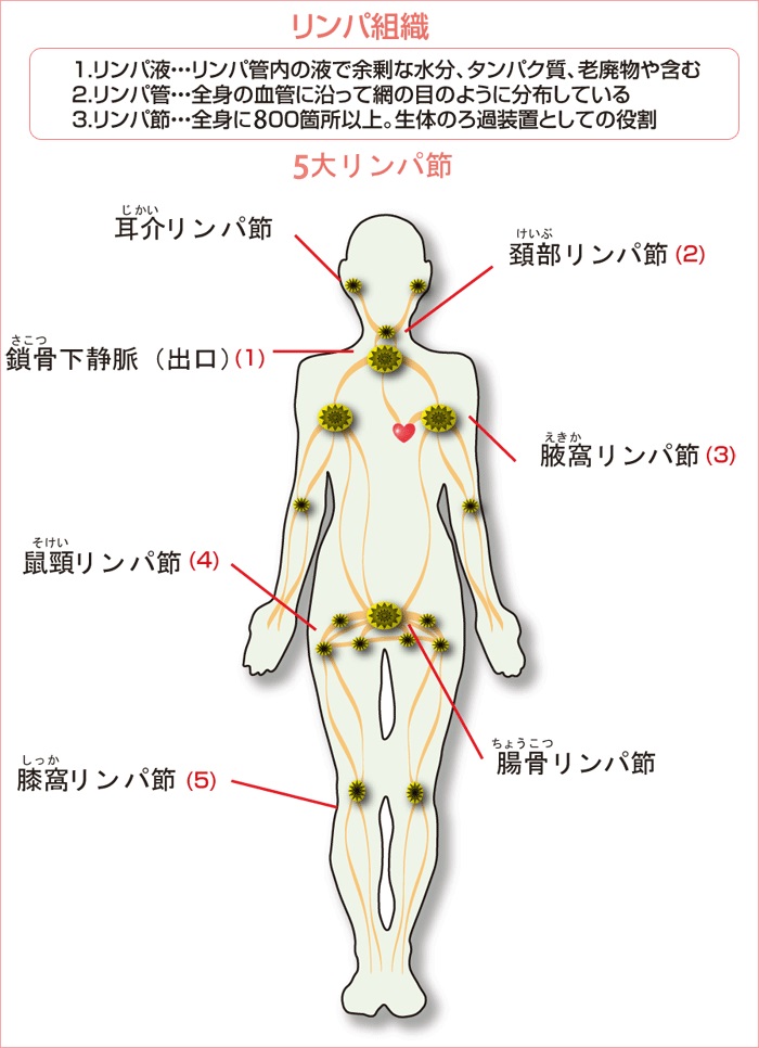 つくば】【タイ古式マッサージ】【リンパマッサージ】小松﨑がリンパマッサージデビュー致します♬ | ブログ